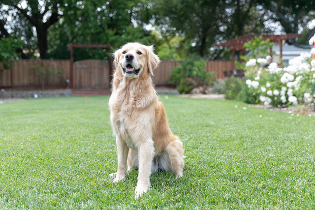 dog sitting in a yard