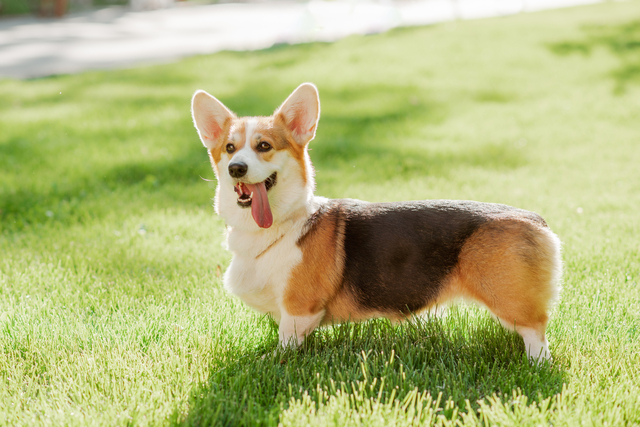 corgi dog standing in a yard