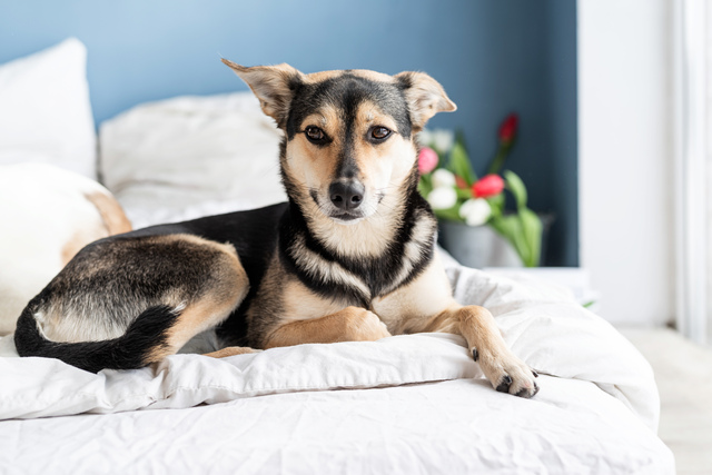 dog laying on a bed