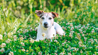 dog laying in the grass